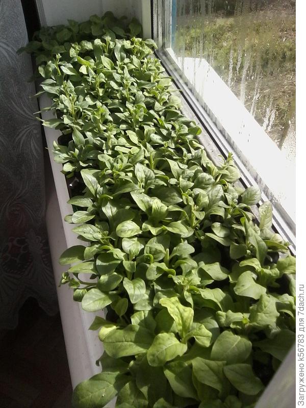 27 апреля. Перед перевалкой в стаканчики. Надо было на неделю раньше это сделать.