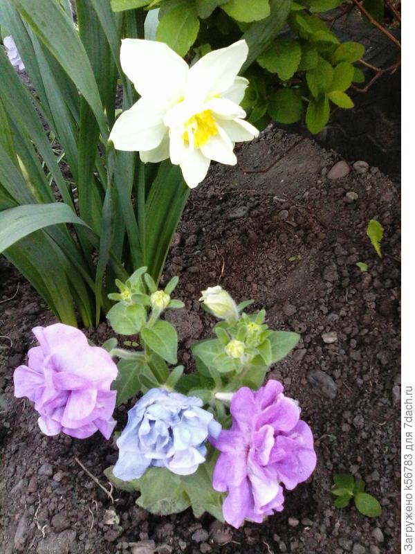 29 мая. В открытом грунте через несколько дней после высадки.