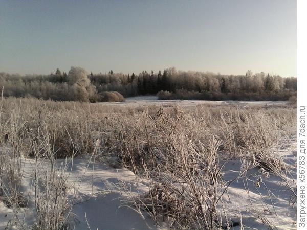 Поляна у кромки леса