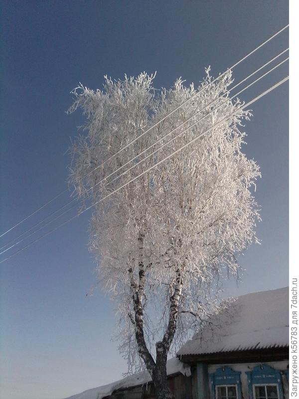 Белая берёза под чужим окном