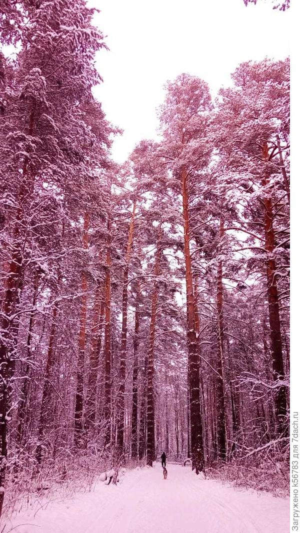 И ещё хвойники зимой