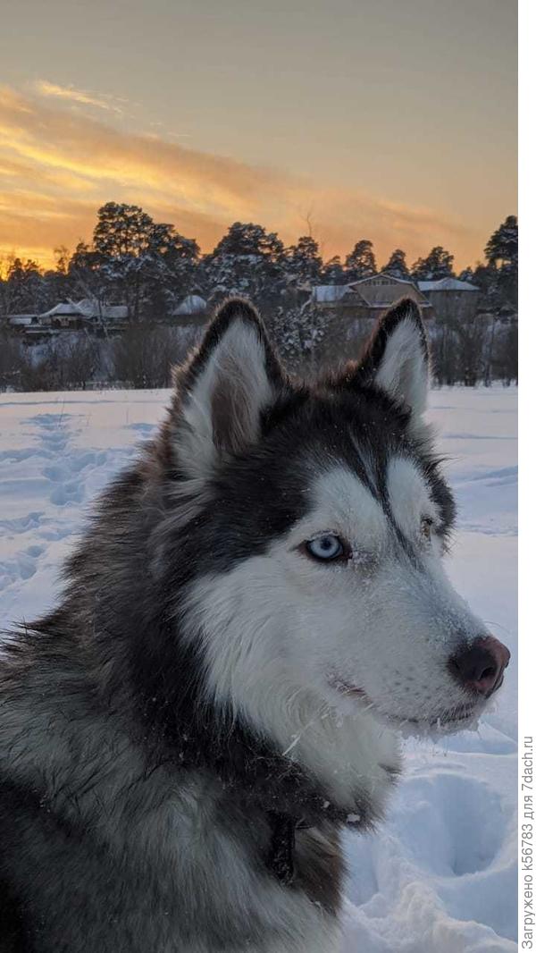 Сегодня теплее - 27 всего :) на фото хаски Шанти - собака младшего сына - на прогулке :)