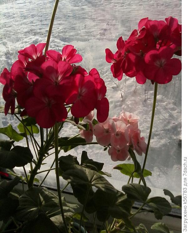 А пока отдельные бутоны