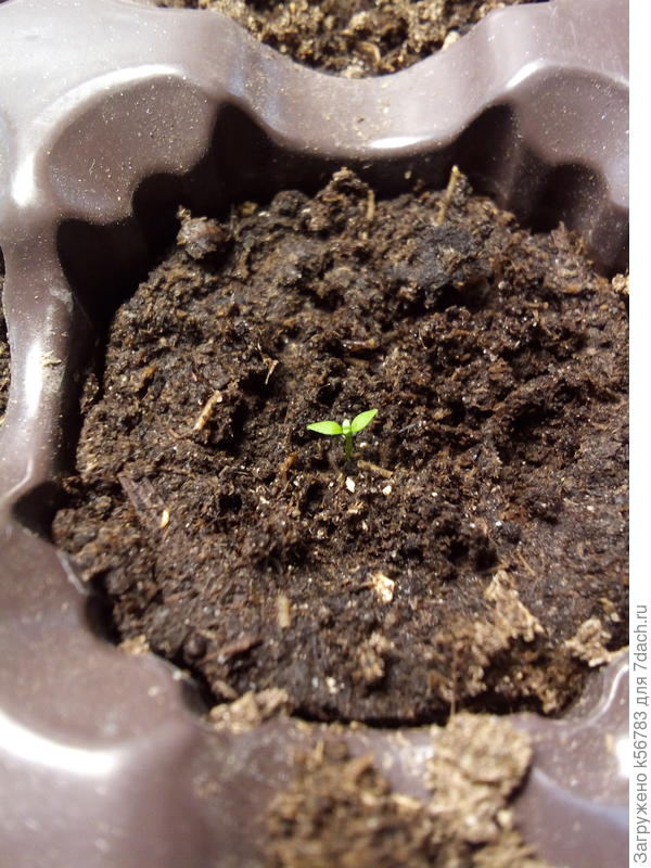 Моим эустомкам десять дней от роду. Заметно появление первой пары настоящих листочков :)