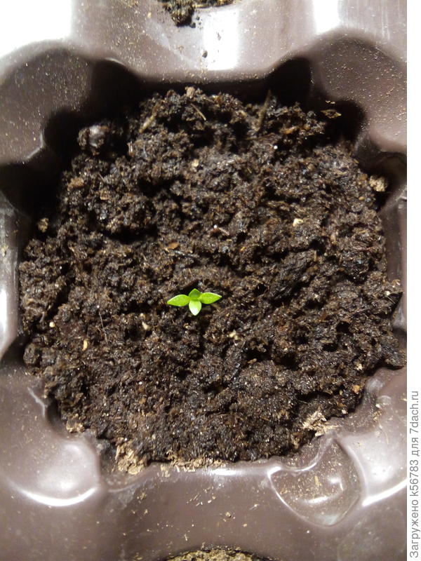 Две недели от роду