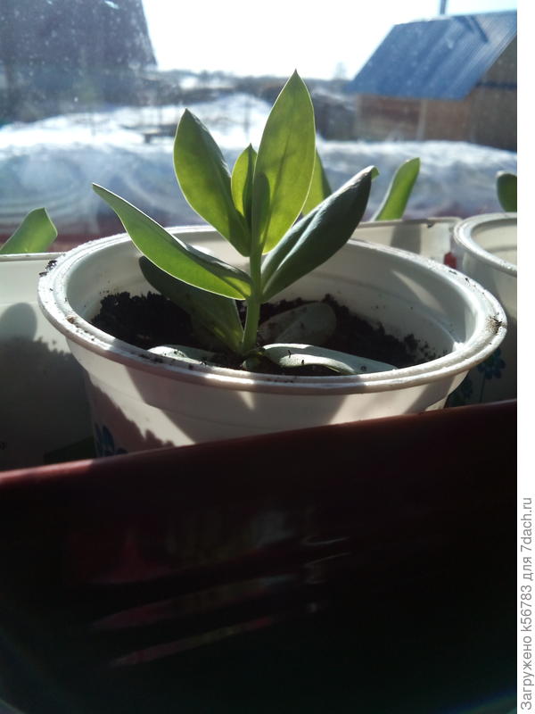 Эустома Эхо синяя зацветёт, наверное, только в июне