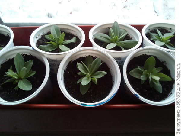 Эустомы Сапфир и Сюита уже кустятся, хоть и малыши пока