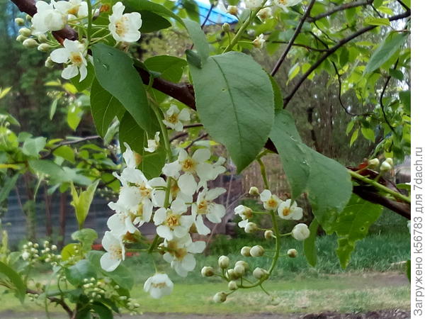 Цветёт черёмуха к похолоданию...