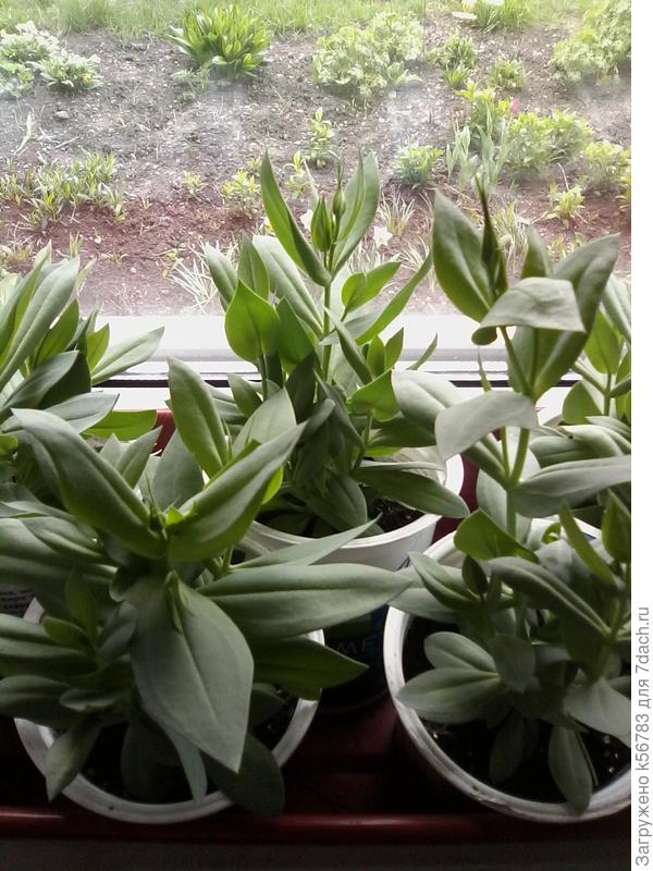 Фото двухнедельной давности