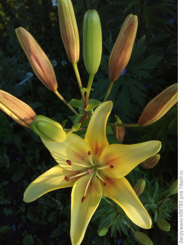 Исполнения мечт!