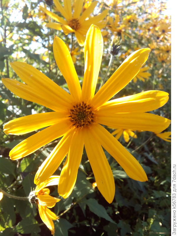 Солнышка в душе всегда!