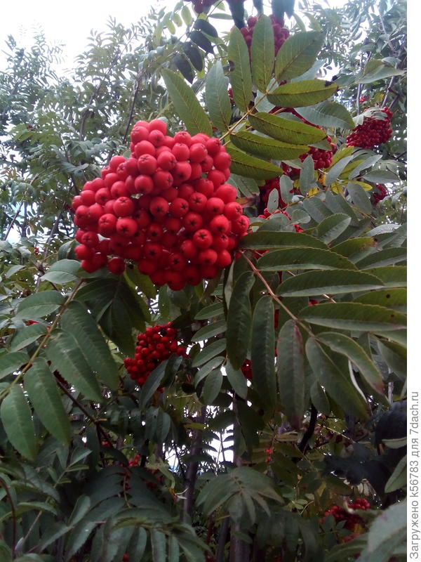 Наша рябинка нынче богата на урожай