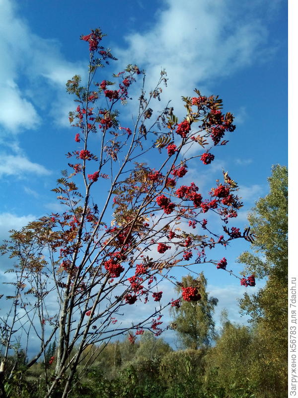 Эту рябинку я в лесу повстречала