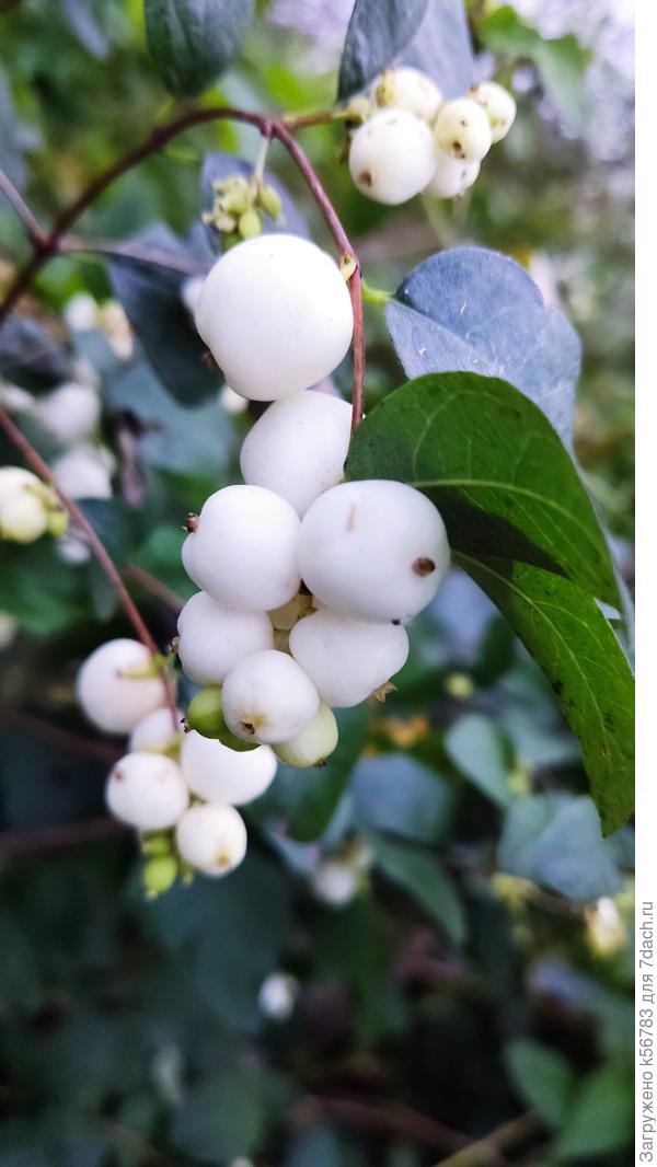 Снежноягодник красуется