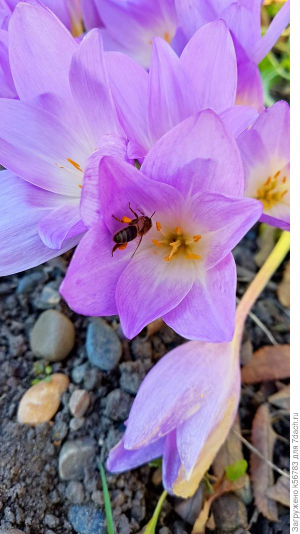 Пчёлка пыльцу собирает