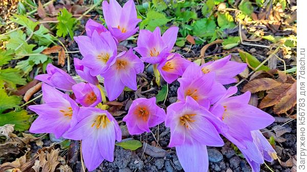 Колхикум (безвременник)