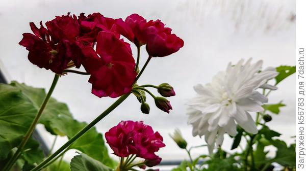 Одни отцветают, другие цветут, третьи в бутонах