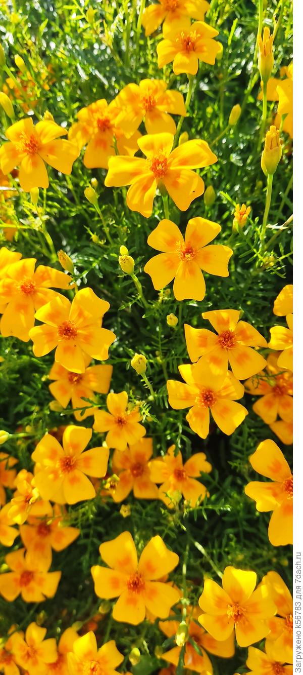 Бархатцы тонколистные