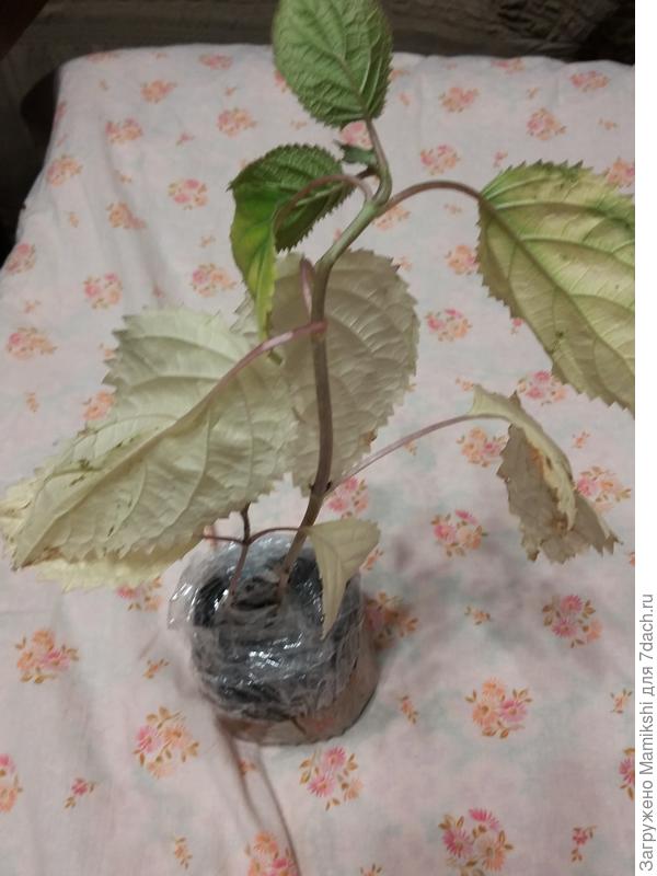 Древовидная