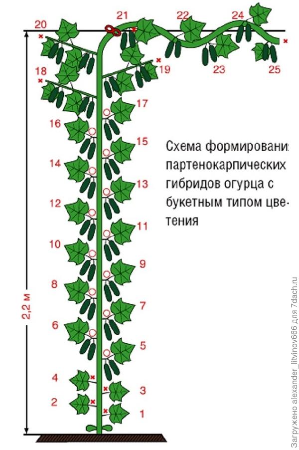 Что такое зеленцы на огурцах. Смотреть фото Что такое зеленцы на огурцах. Смотреть картинку Что такое зеленцы на огурцах. Картинка про Что такое зеленцы на огурцах. Фото Что такое зеленцы на огурцах