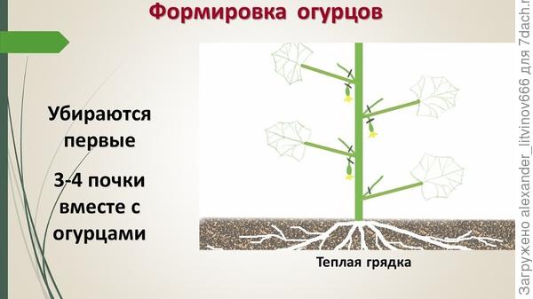 Что такое зеленцы на огурцах. Смотреть фото Что такое зеленцы на огурцах. Смотреть картинку Что такое зеленцы на огурцах. Картинка про Что такое зеленцы на огурцах. Фото Что такое зеленцы на огурцах