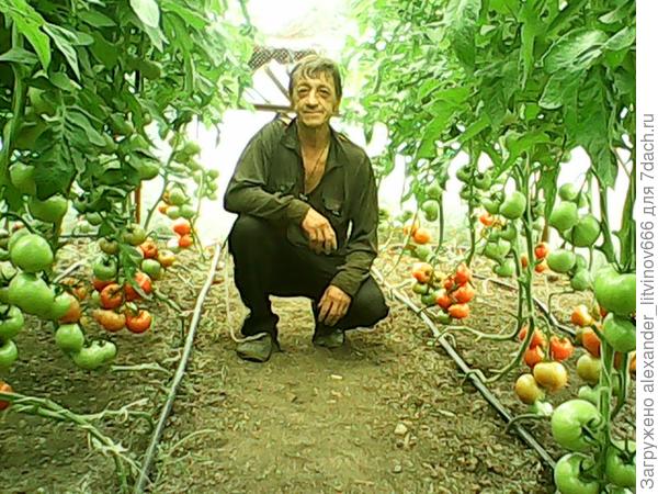 На фото мой отец и урожай томатов в теплице