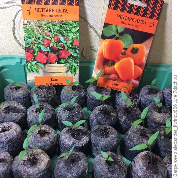 Сладкие перцы Кузя и Тёма