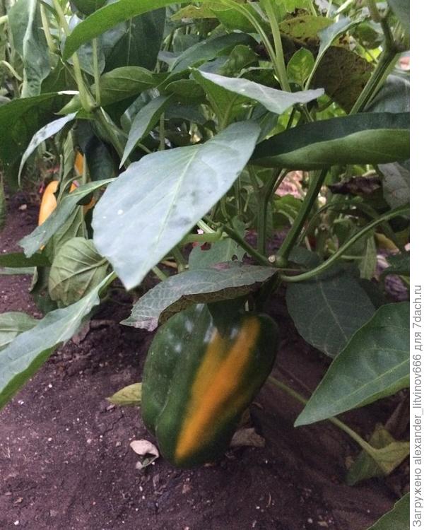 Перец сладкий Джемини F1