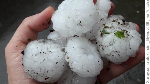 Недавно прошёл у нас вот такой град. Побил просто всё.