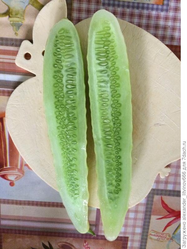 Бесподобный огурец Белый Змей F1.