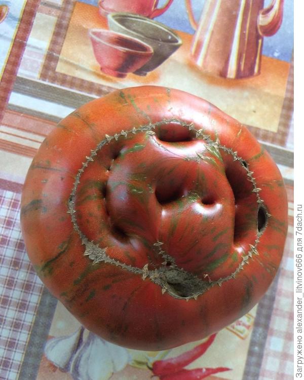 один из плодов весил около 500 грамм