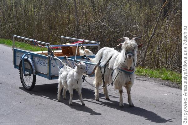 Растет смена, а может быть мощность повозки.