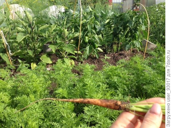 как видите морковка ровненькая, не корявая и при прореживании вся была такая