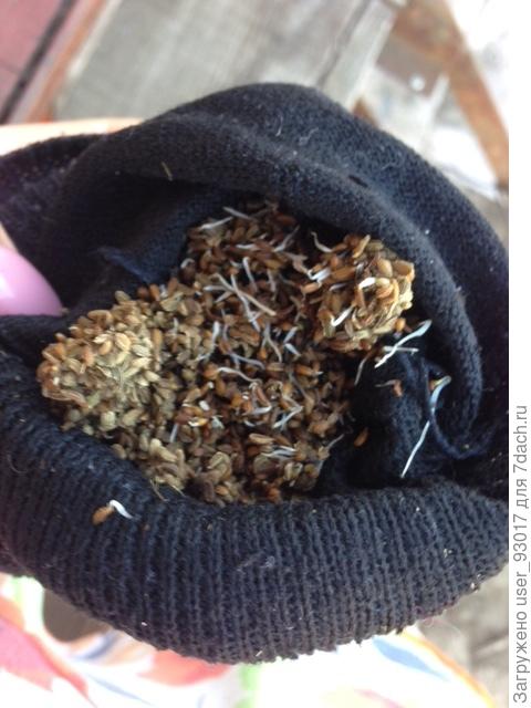 прорасла в носке на 5-6 день, закопанная в землю.