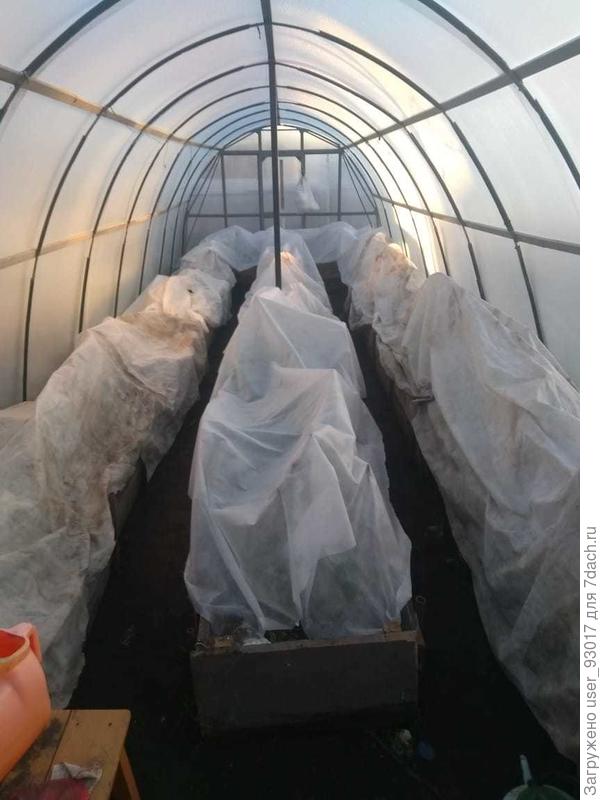 посадила в этом году рано, в начале мая были заморозки