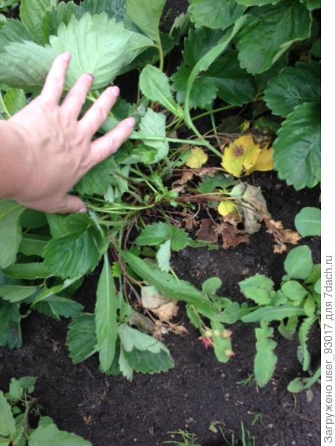 Вот что за беда?