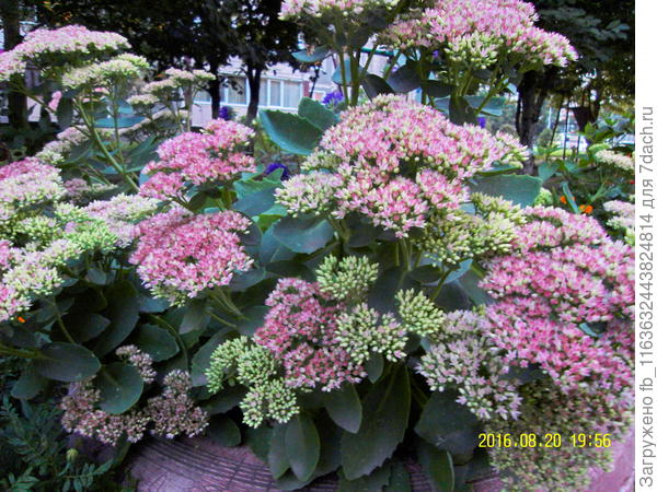 Даже не знаю как описать