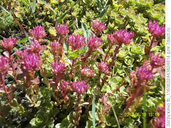 Свечки с розовой кисточкой