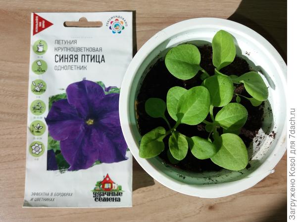 Петуния крупноцветковая Синяя птица