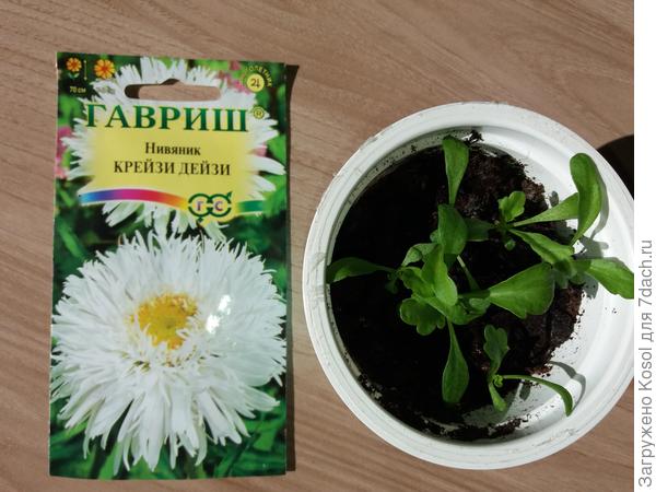 Нивяник Крейзи дейзи