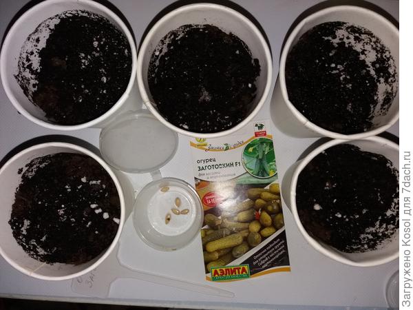 Готовлюсь к посеву семян огурца Заготовкин F1