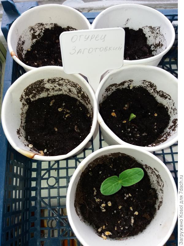 Уже три ростка огурца Заготовкин F1