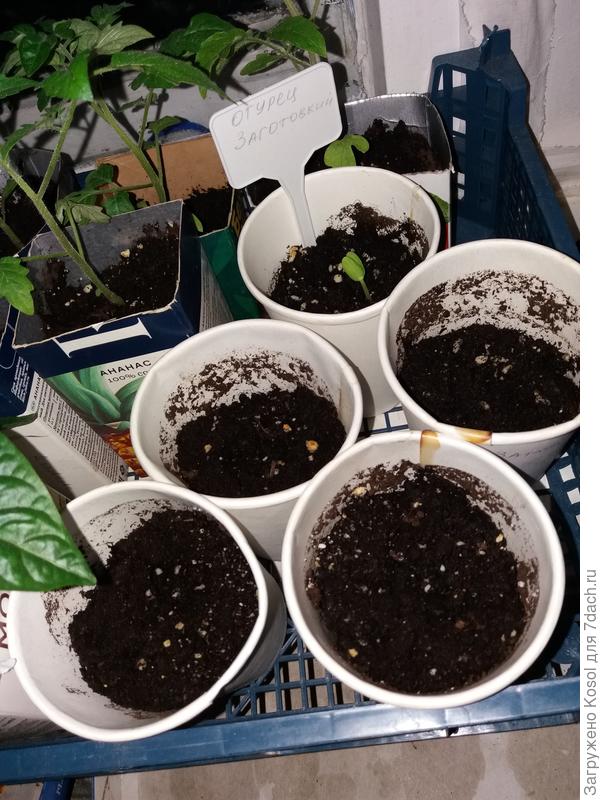 Показался росток огурца Заготовкин F1