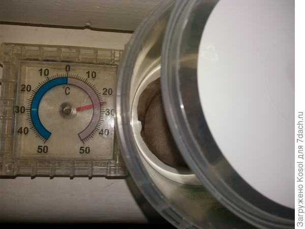 Намоченные семена в контейнере в тёплом месте