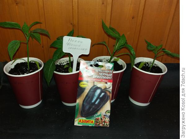 Перец "Чёрный бриллиант"