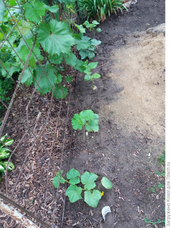 Рассада огурцов