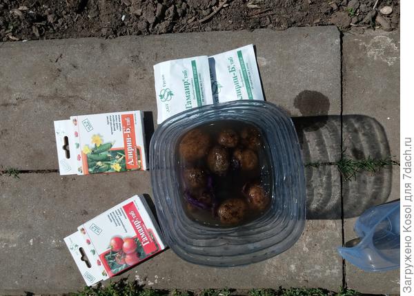 Замачивание клубней картофеля в растворе Алирин - Б и Гамаир