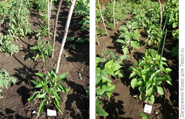 Перцы сладкие "Медовый F1" и "Чёрный бриллиант", 24 июля