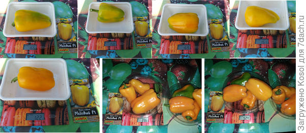 Взвешивание плодов перца