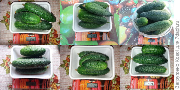 Взвешивание огурцов, 3